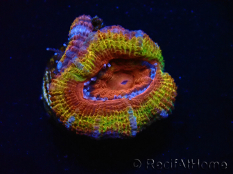 WYSIWYG Micromussa lordhowensis (ex Acanthastrea) 6A9