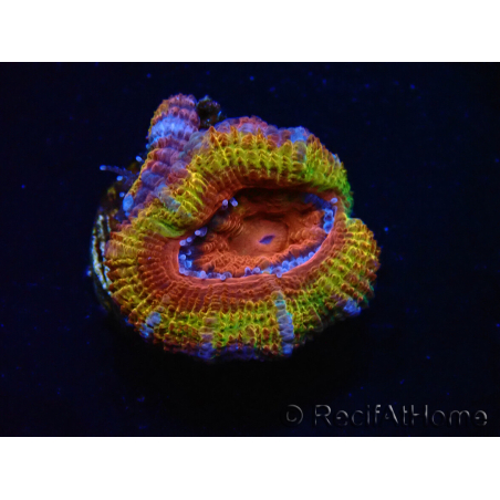 WYSIWYG Micromussa lordhowensis (ex Acanthastrea) 6K3