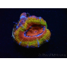 WYSIWYG Micromussa lordhowensis (ex Acanthastrea) 6A9