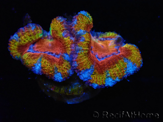 WYSIWYG Micromussa lordhowensis (ex Acanthastrea) 6K4