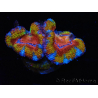 WYSIWYG Micromussa lordhowensis (ex Acanthastrea) 6K4