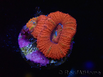 WYSIWYG Micromussa lordhowensis (ex Acanthastrea) 6B1