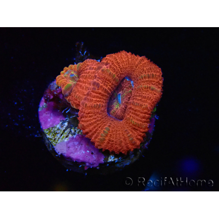 WYSIWYG Micromussa lordhowensis (ehemals Acanthastrea) 6B1