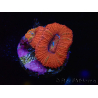 WYSIWYG Micromussa lordhowensis (ex Acanthastrea) 6B1