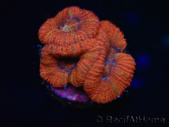 WYSIWYG Micromussa lordhowensis (ehemals Acanthastrea) 6B2