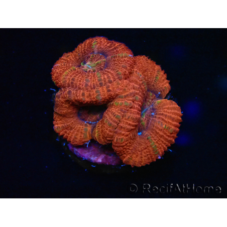 WYSIWYG Micromussa lordhowensis (ex Acanthastrea) 6B2