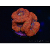 WYSIWYG Micromussa lordhowensis (ehemals Acanthastrea) 6B2