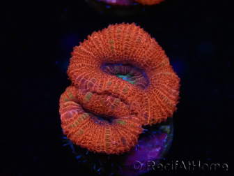 WYSIWYG Micromussa lordhowensis (ex Acanthastrea) 6B3