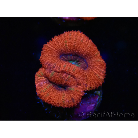 WYSIWYG Micromussa lordhowensis (ex Acanthastrea) 6B3