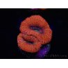 WYSIWYG Micromussa lordhowensis (ex Acanthastrea) 6B3