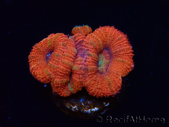 WYSIWYG Micromussa lordhowensis (formerly Acanthastrea) 6B4