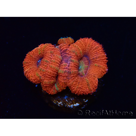 WYSIWYG Micromussa lordhowensis (ex Acanthastrea) 6B4