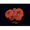 WYSIWYG Micromussa lordhowensis (formerly Acanthastrea) 6B4