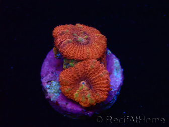 WYSIWYG Micromussa lordhowensis (ehemals Acanthastrea) 6B5