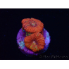 WYSIWYG Micromussa lordhowensis (formerly Acanthastrea) 6B5