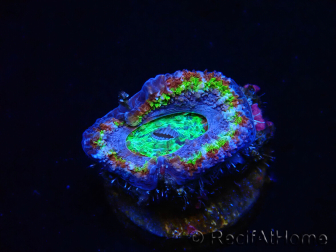 WYSIWYG Micromussa lordhowensis (ex Acanthastrea) 6B6