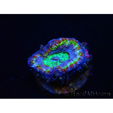 WYSIWYG Micromussa lordhowensis (formerly Acanthastrea) 6B6