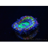 WYSIWYG Micromussa lordhowensis (ex Acanthastrea) 6B6