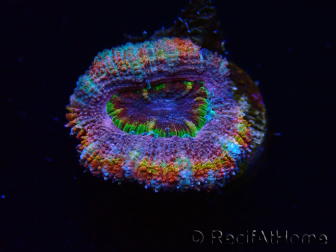 WYSIWYG Micromussa lordhowensis (ex Acanthastrea) 6B7