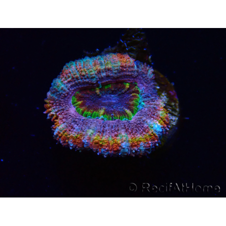 WYSIWYG Micromussa lordhowensis (ex Acanthastrea) 6B7