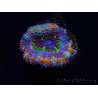 WYSIWYG Micromussa lordhowensis (ex Acanthastrea) 6B7