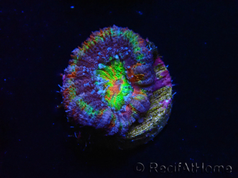 WYSIWYG Micromussa lordhowensis (formerly Acanthastrea) 6B8
