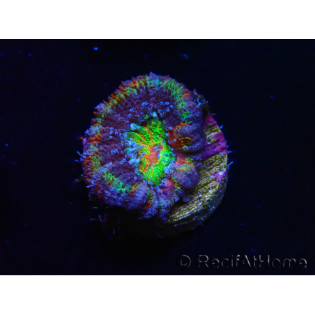 WYSIWYG Micromussa lordhowensis (ex Acanthastrea) 6B8