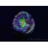 WYSIWYG Micromussa lordhowensis (formerly Acanthastrea) 6B8