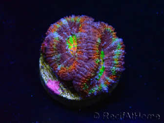 WYSIWYG Micromussa lordhowensis (anteriormente Acanthastrea) 6K5