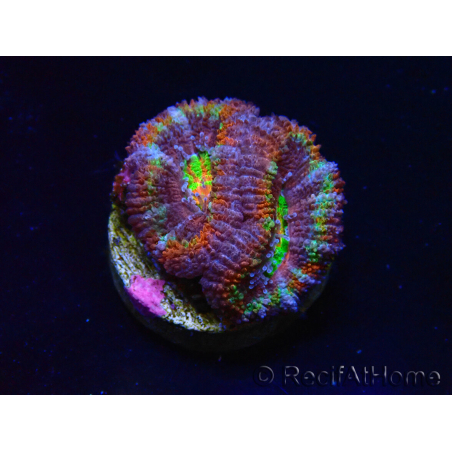 WYSIWYG Micromussa lordhowensis (ex Acanthastrea) 6K5