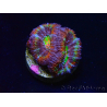 WYSIWYG Micromussa lordhowensis (ex Acanthastrea) 6B9