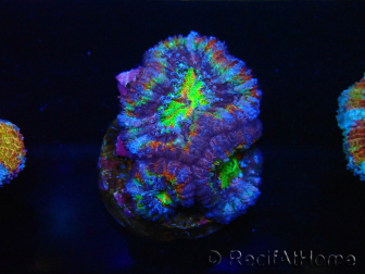WYSIWYG Micromussa lordhowensis (ex Acanthastrea) 6K6