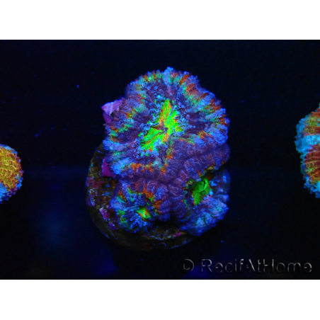 WYSIWYG Micromussa lordhowensis (ex Acanthastrea) 6K6