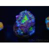 WYSIWYG Micromussa lordhowensis (ehemals Acanthastrea) 6K6