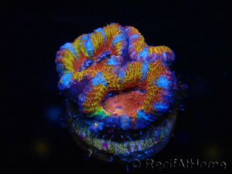 WYSIWYG Micromussa lordhowensis (ex Acanthastrea) 6C1