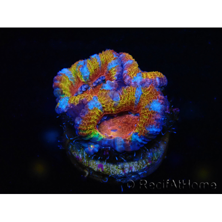 WYSIWYG Micromussa lordhowensis (ehemals Acanthastrea) 6C1