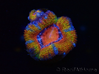 WYSIWYG Micromussa lordhowensis (ex Acanthastrea) 6C2
