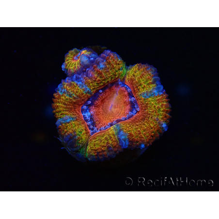 WYSIWYG Micromussa lordhowensis (ex Acanthastrea) 6C2