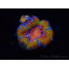 WYSIWYG Micromussa lordhowensis (formerly Acanthastrea) 6C2