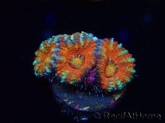 WYSIWYG Micromussa lordhowensis (formerly Acanthastrea) 6C3