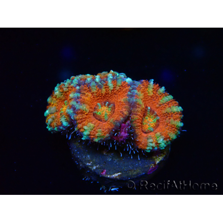 WYSIWYG Micromussa lordhowensis (ehemals Acanthastrea) 6C3