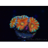 WYSIWYG Micromussa lordhowensis (ex Acanthastrea) 6C3