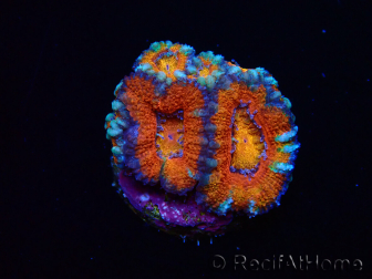 WYSIWYG Micromussa lordhowensis (formerly Acanthastrea) 6C4