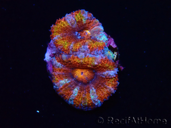 WYSIWYG Micromussa lordhowensis (ex Acanthastrea) 6C5
