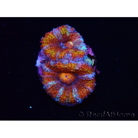WYSIWYG Micromussa lordhowensis (ex Acanthastrea) 6C5