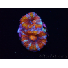 WYSIWYG Micromussa lordhowensis (ehemals Acanthastrea) 6C5