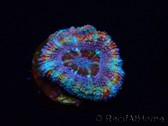 WYSIWYG Micromussa lordhowensis (ex Acanthastrea) 6C6