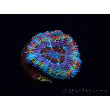 WYSIWYG Micromussa lordhowensis (ex Acanthastrea) 6C6