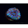 WYSIWYG Micromussa lordhowensis (ex Acanthastrea) 6C6