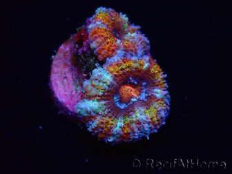 WYSIWYG Micromussa lordhowensis (ehemals Acanthastrea) 6C7